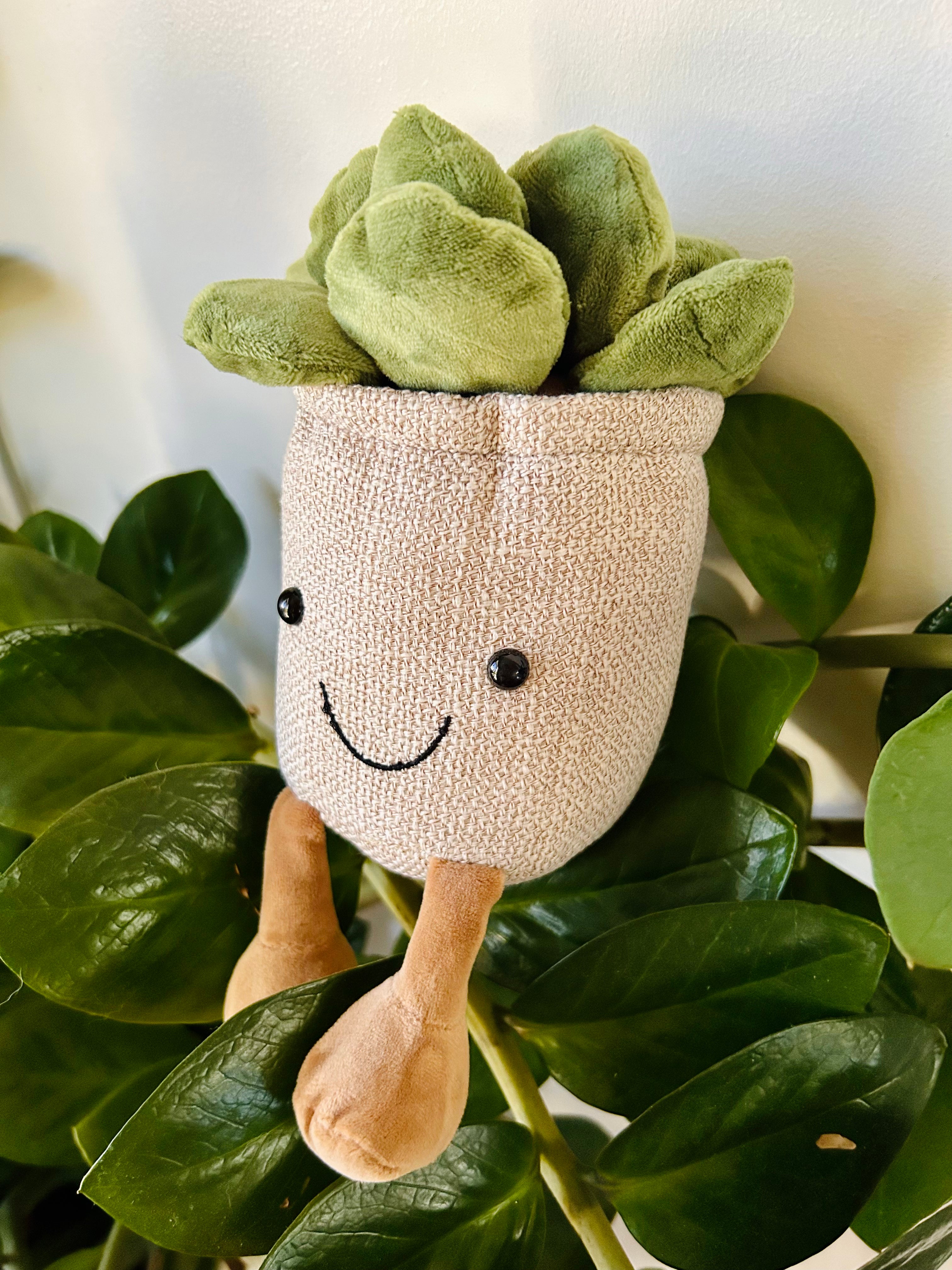 Succulent Plush – Arco Iris Interiors